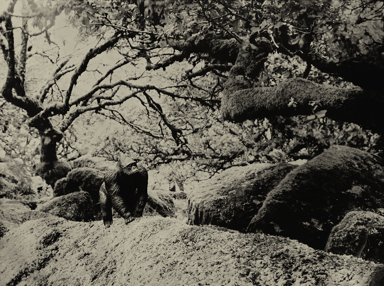 Eastern Gorilla Wistmans Wood England